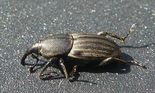 Sphenophorus sp.